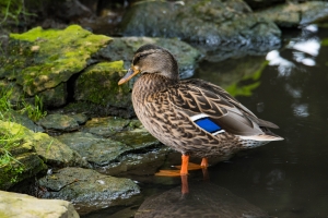 Canard colvert